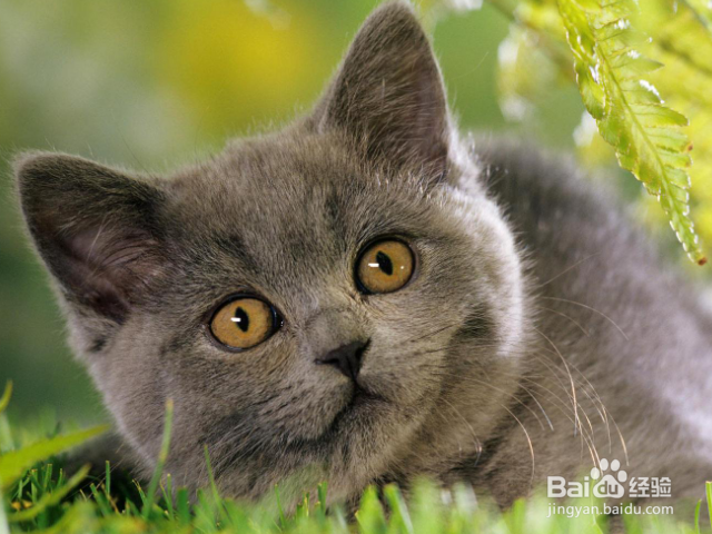 猫咪鼻塞怎么办?