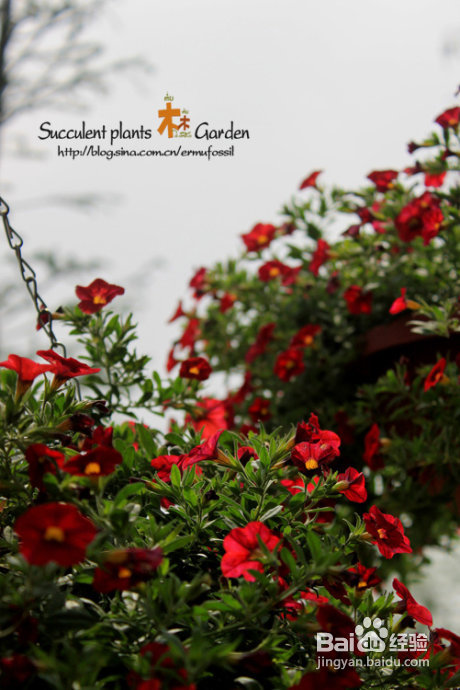 上海植物园（上）