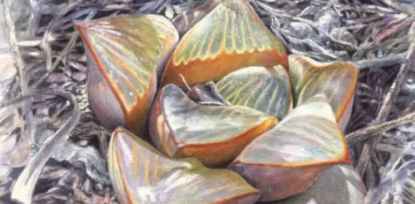 多肉植物品种及名称是什么