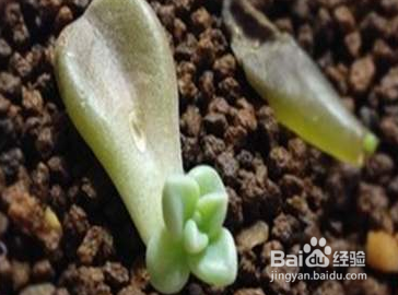 冬天多肉叶片扦插方法