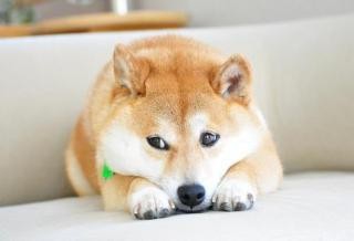 如何购买健康狗狗
