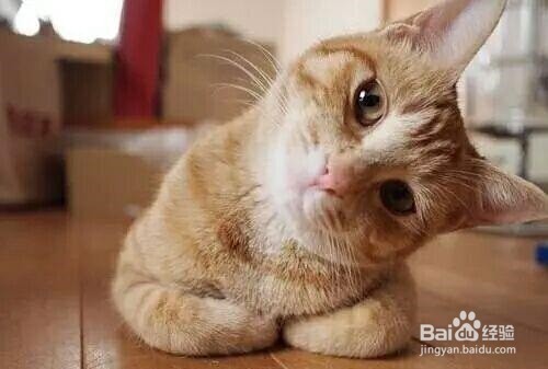 养猫的好处与坏处，应注意什么？