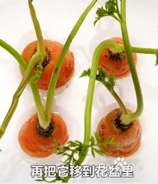 蔬菜种植的小技巧。