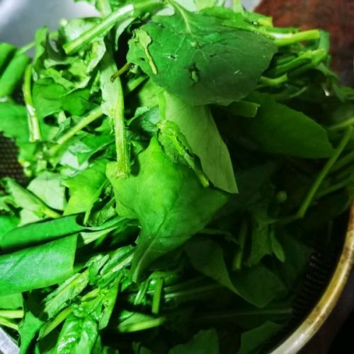 一点红为菊科植物一点红的全草,一点红的功效是清热,利水,凉血,解毒