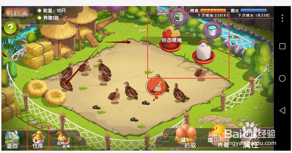 一乙农场签到红包收鹌鹑蛋，给鹌鹑喂食除便喂水