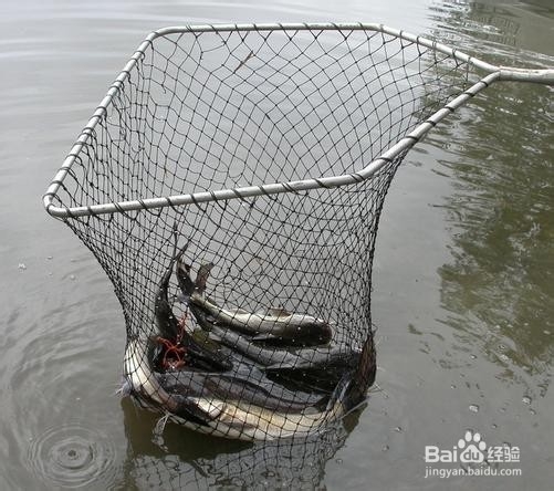 秋季夜钓技巧大全（2）