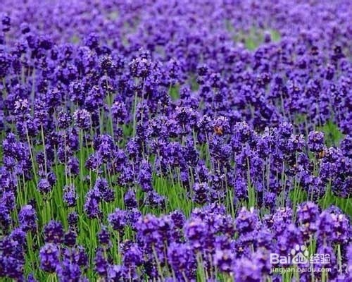 庭院花卉紫罗兰栽植及养护技术