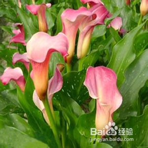 马蹄莲的养殖方法和注意事项