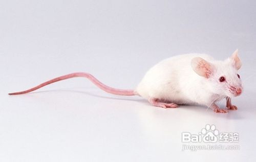 怎样消灭老鼠