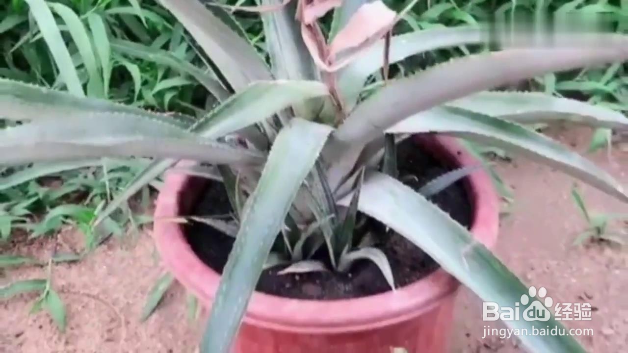 如何把废弃的菠萝种出盆栽？