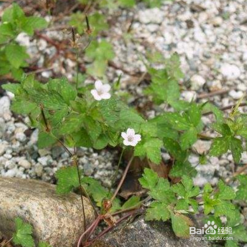 鼠掌老鹳草的培育方法和注意事项