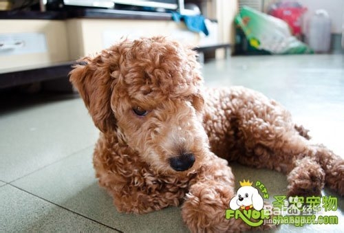 狗狗美容专业技巧知识