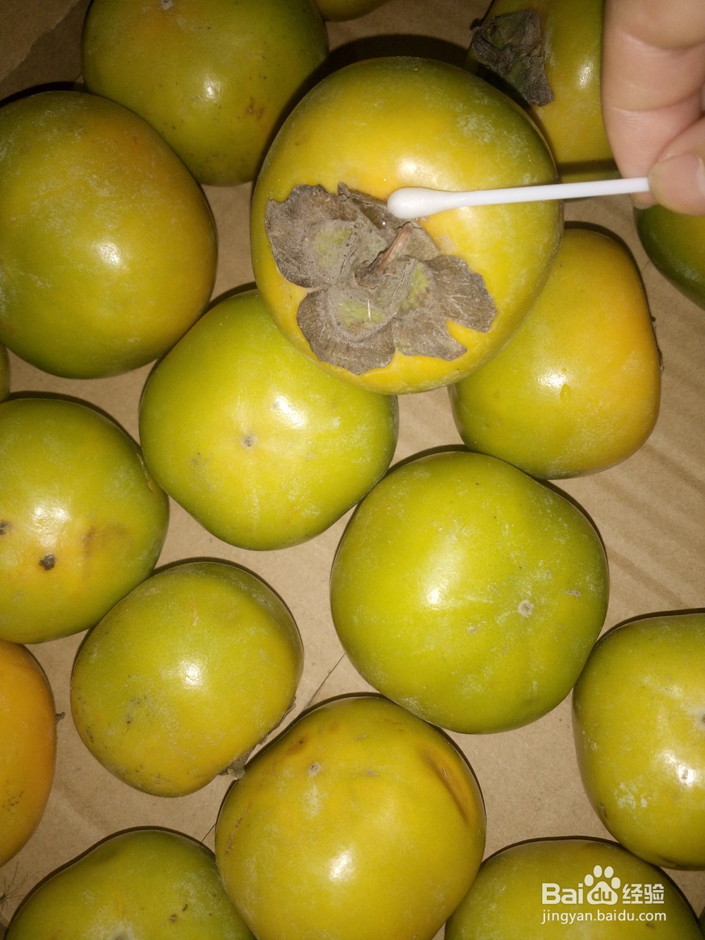 青柿子要怎么快速催熟