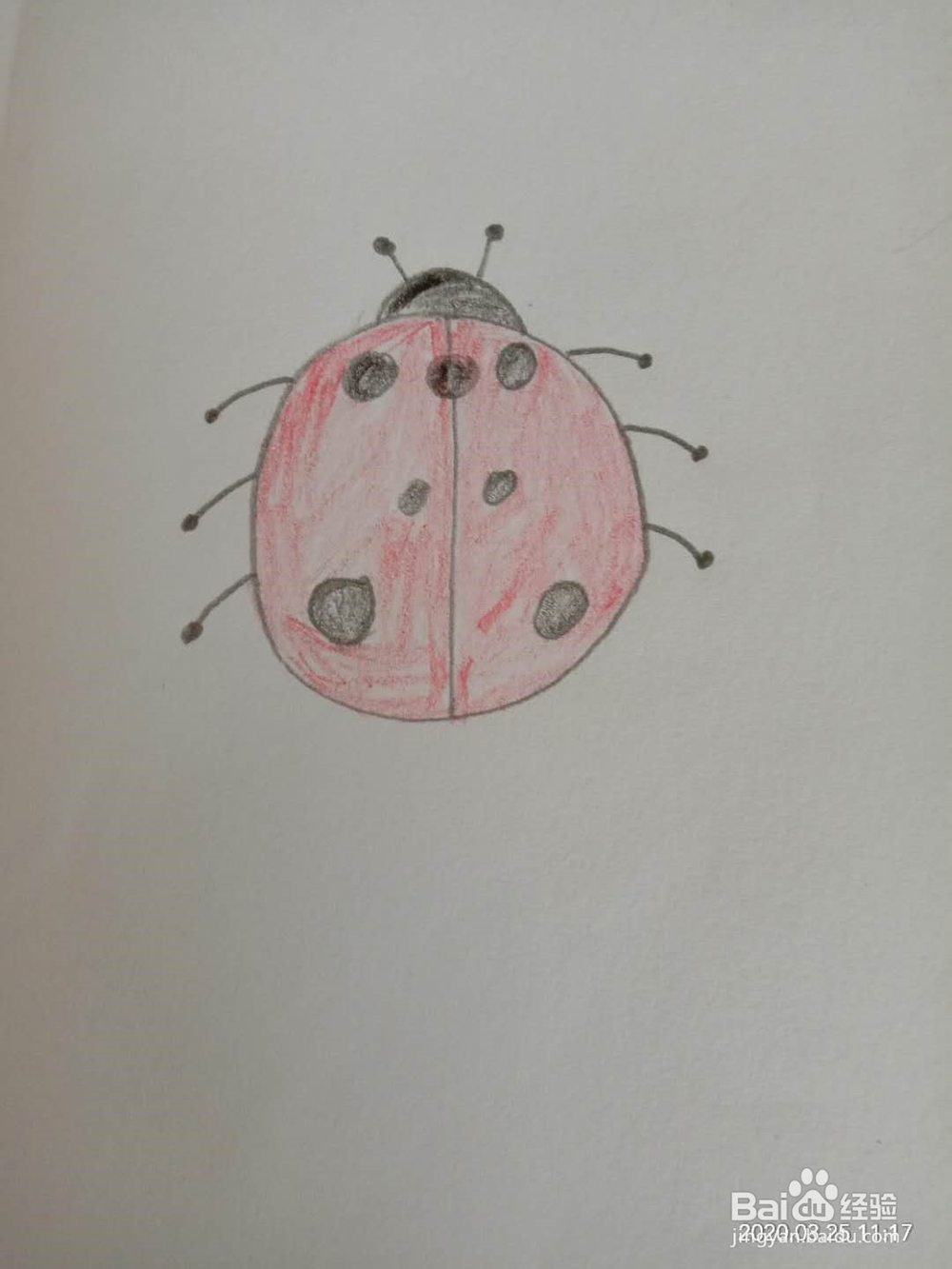简笔画 如何画七星瓢虫