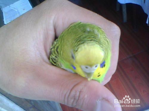 怎么分辨虎皮鹦鹉的性别?