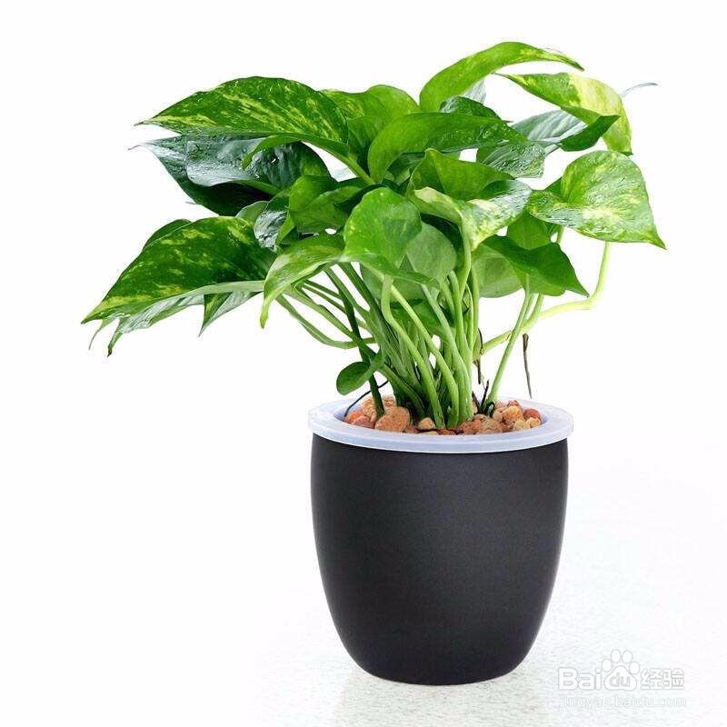 如何更好的种植绿萝？