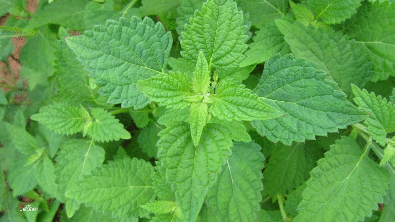 冬凌草片吃多了