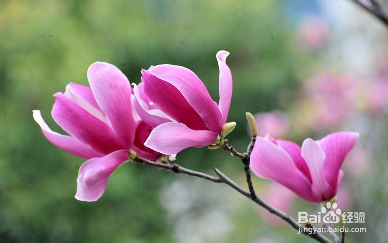 怎样提高自己的写作水平