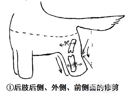 西施犬美容修剪方法教程（图文）