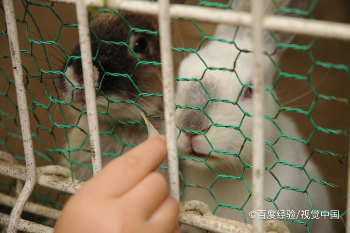 家兔的养殖与注意事项