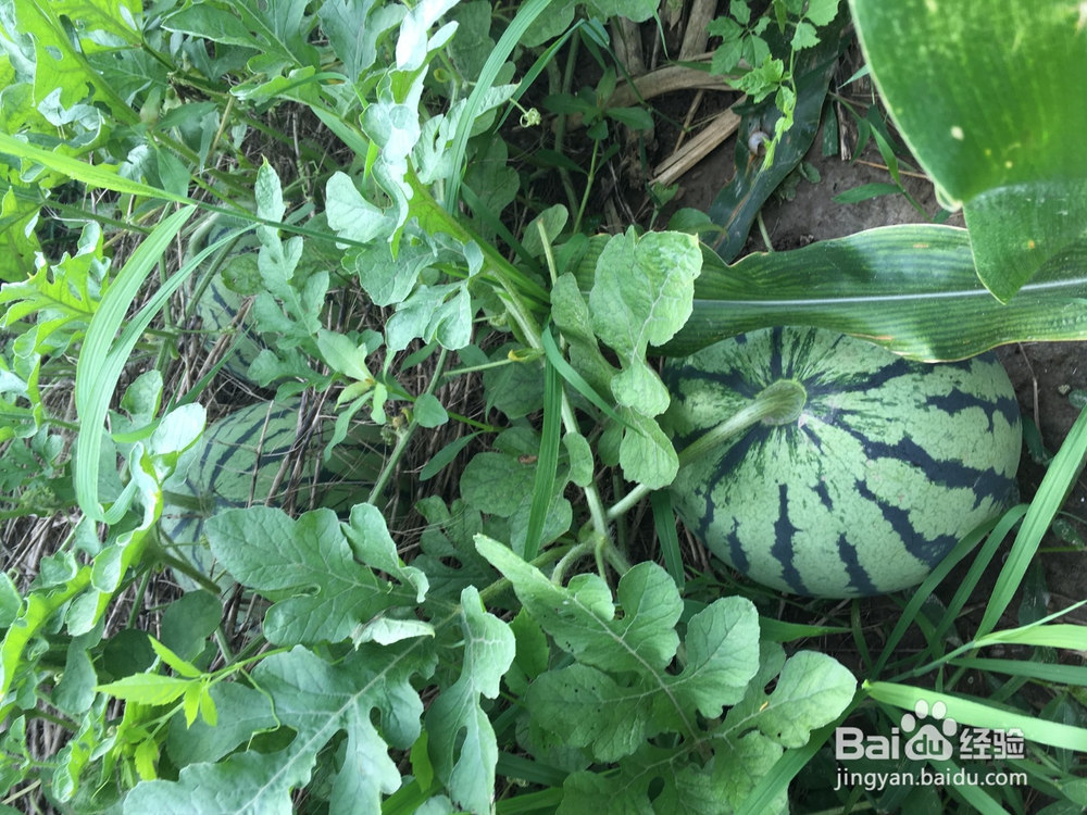 氮元素对植物生长的作用