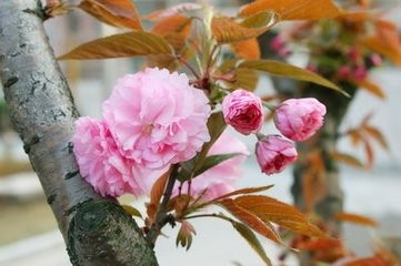 如何根据需求选单反相机