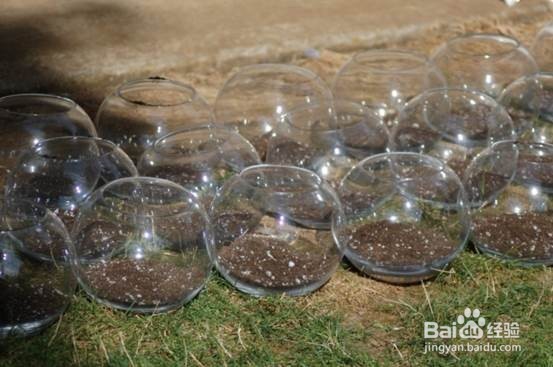 DIY多肉水晶球种植器