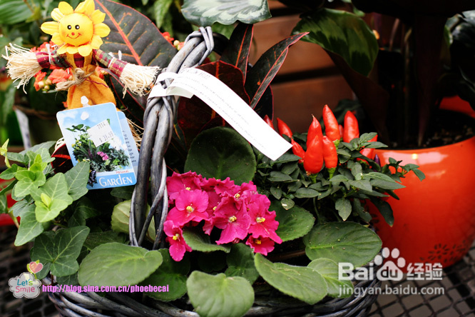 幼儿园亲子户外活动：学种花(组图)