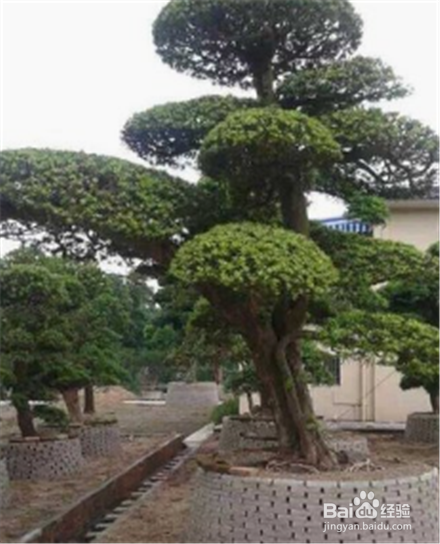 庭院养花适合的品种