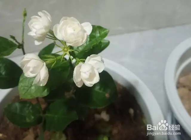 茉莉花这么养，一年能开3~4茬，满盆都冒绿叶子