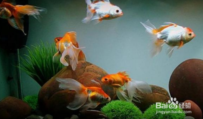 鱼缸内山湖礁变脏变黑怎么办