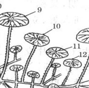 认识莲藕的生物学特征
