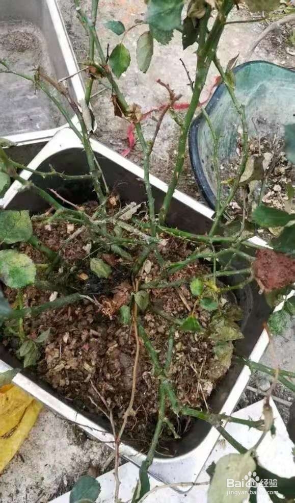 垃圾桶里一堆“贵货”花，丢人也要捡