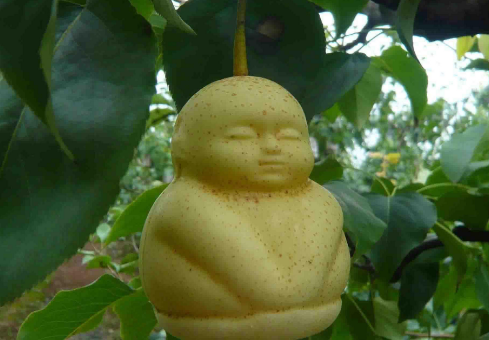 西游记五庄山的人参果有什么特点