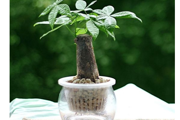 发财树又叫什么