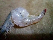 封味中式快餐之椒盐虾