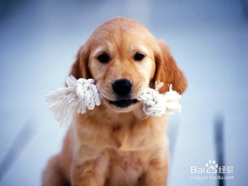 怎么让狗觉得你是老大