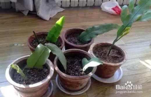 昙花怎么养才能茂盛