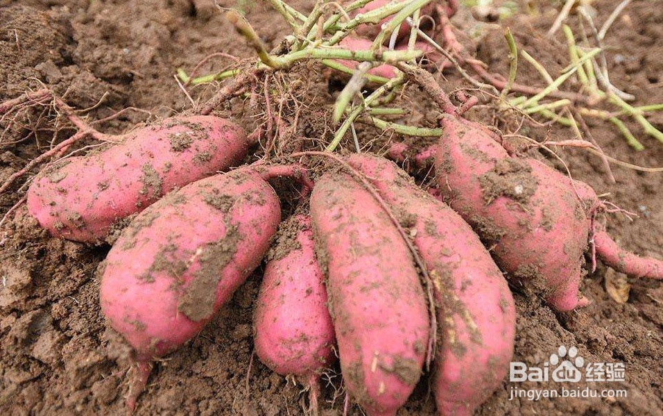 如何防止红薯开裂