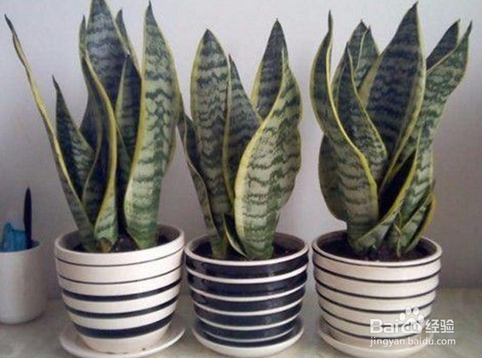 虎尾兰的养殖方法和注意事项