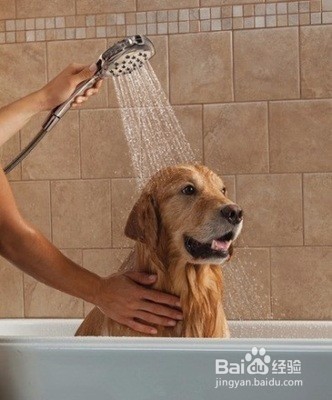 <b>给狗狗洗澡的学问你知多少</b>