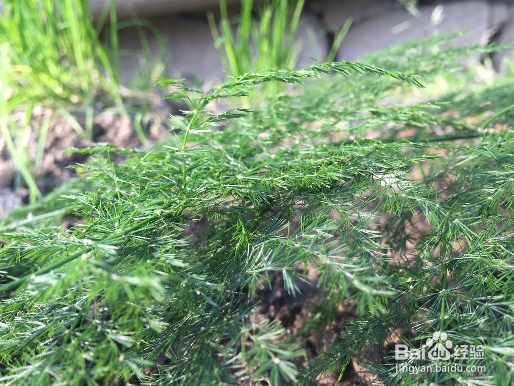 如何养好常见植物文竹