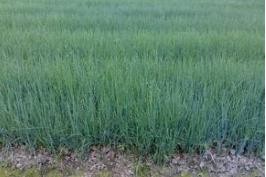 怎样防治番茄黄化曲化病毒病