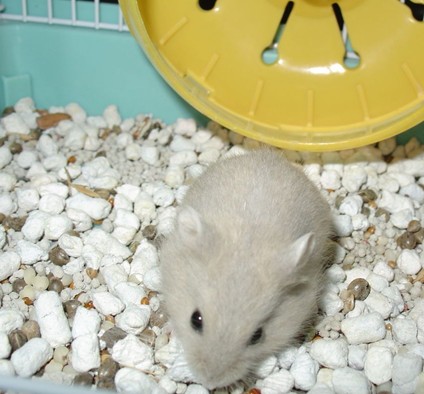 养仓鼠需注意哪些方面