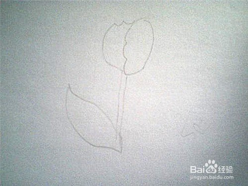 简笔画郁金香的画法: