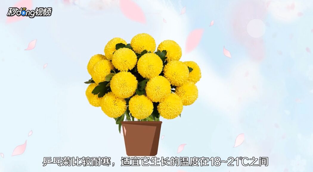 乒乓菊如何养殖