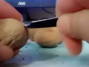 如何用家庭常用工具快速剥开核桃——指甲刀