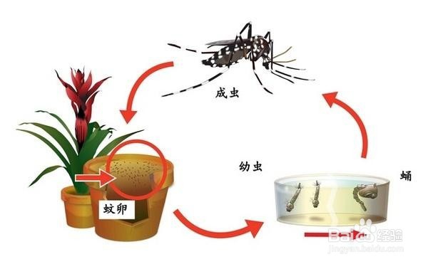 手被虫子咬了肿了怎么办