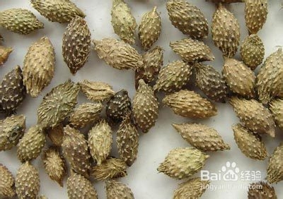 慢性鼻炎外治方