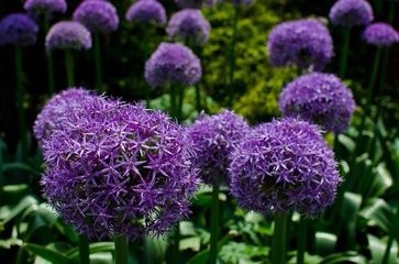 如何使大花葱叶绿花艳?